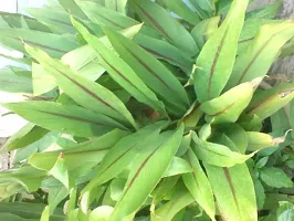 Ukanda Turmeric Plant Turmeric Plant-thumb2