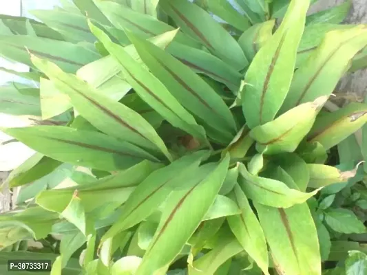 Ukanda Turmeric Plant Turmeric Plant-thumb3