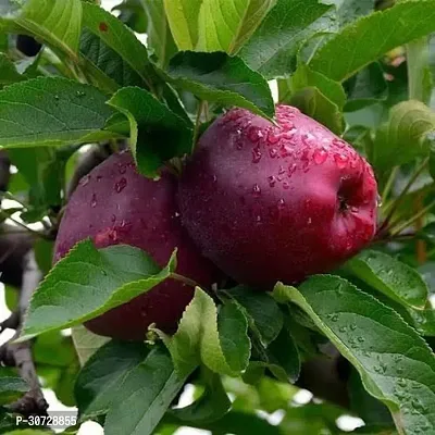 Ukanda Apple Plant Apple 1-thumb2