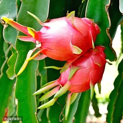 Ukanda Dragon Tree Red Dragon Fruit Sapling v11-thumb0