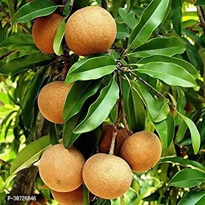 Ukanda Chiku Plant Sapota Chikoo Cricket BallCalcutta large Fruit Grafted live plant in polybag.-thumb0