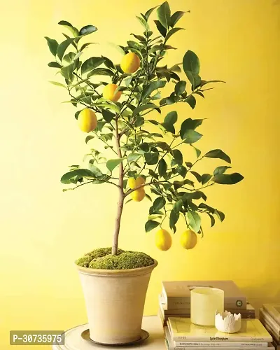 Ukanda Lemon Plant lemon plant1-thumb0