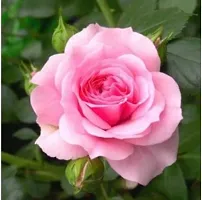 Ukanda Rose Plant Pink Rose Plant-thumb1