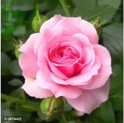 Ukanda Rose Plant Pink Rose Plant-thumb2