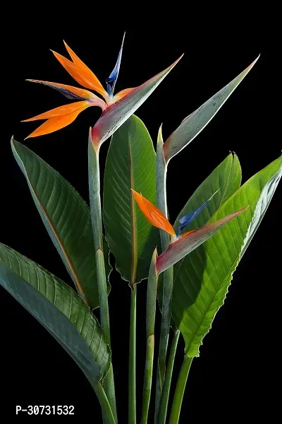 Ukanda Bird of Paradise Plant Bird Of ParadiseCrane Flower Plant-thumb0