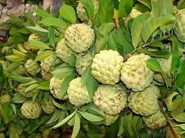 Ukanda Custard Apple Plant Custard Apple Plant 01-thumb1