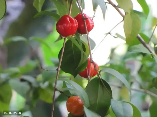 Ukanda Cherry Fruit Plant cherry26-thumb0