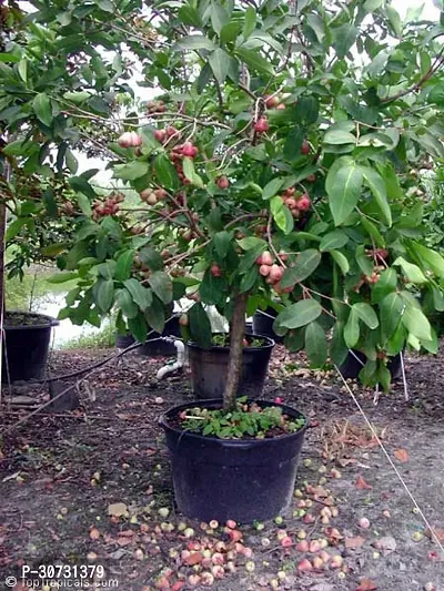 Ukanda Apple Plant Dwarf Red Water Apple Plant 1000-thumb0