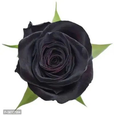 Ukanda Rose Plant Black Baccara Rose Plant-thumb0