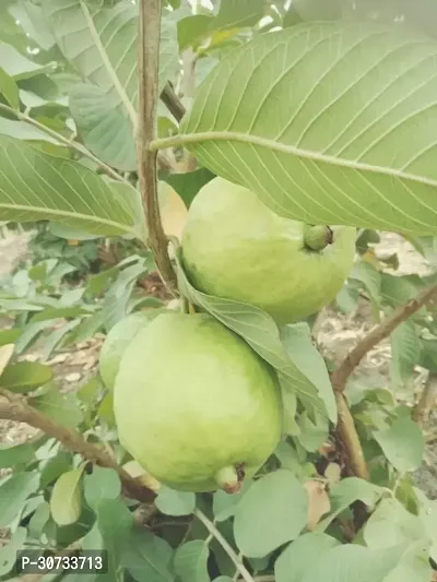 Ukanda Guava Plant GUAVA PLANT 4411QQ-thumb0