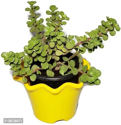 Ukanda Jade Plant Natural PlantLucky JadeGood Luck Feng Shui Live Plant-thumb2