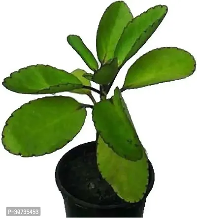 Ukanda Heart Leaf Oxycardium Plant PATH0103-thumb0