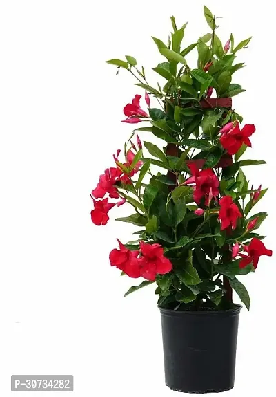 Ukanda Monadenium Rubellum Bonsai Plant eco worlds Mandevilla Plant-thumb0