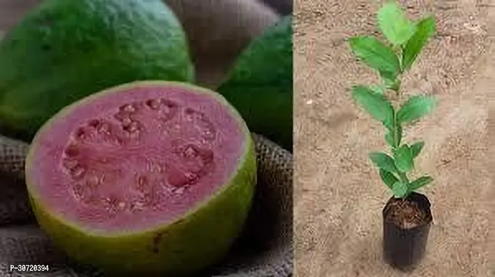 Ukanda Guava Plant GUAVA PLANT ER4-thumb0