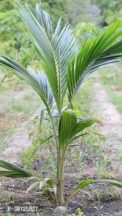 Ukanda Coconut Plant Coconut Fruit Plant (C5)-thumb0