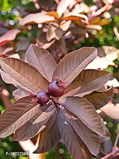 Ukanda Guava Plant RED GUAVA LIVE PLANT-thumb0