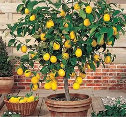 Ukanda Lemon Plant lemon plant 90061-thumb0