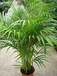 Ukanda Areca Plam ARECA PALM( with pot) For decorate Top ,Air Purifier Plant-thumb1