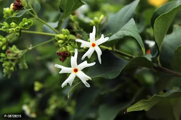 Ukanda ParijatHarsingar Plant Parijat Flower PlantShiuli a28-thumb0