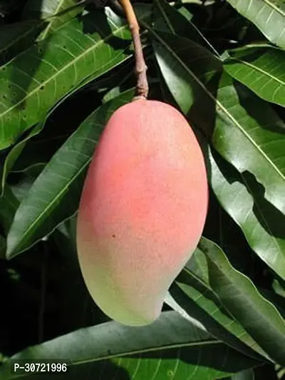 Ukanda Mango Plant Pink Ivory Mango Plant-thumb0