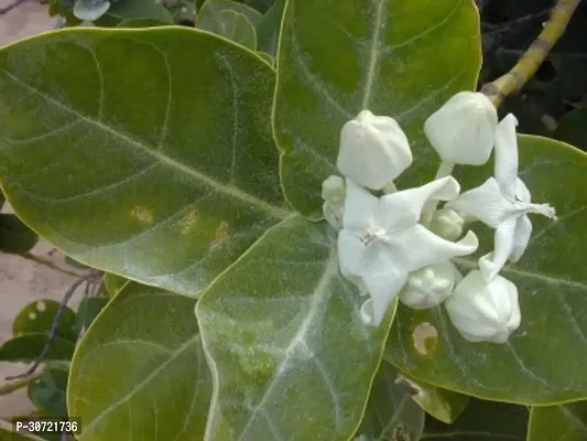 Ukanda Safed Aak Plant Safed Aak Plant, Calotropis Gigantea, White Madar-thumb2