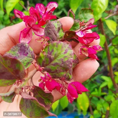 Ukanda Baugainvillea Plant Bougainvillea Chittra flower plantM1-thumb0