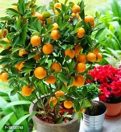 Ukanda Lemon Plant Lemon Plant ( Lunawhite lemon Plant )-thumb0