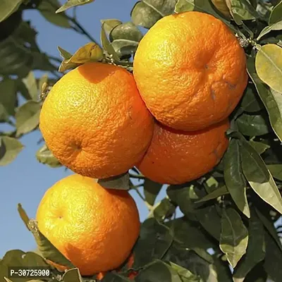 Ukanda Orange Plant Mandarin High Yield Orange Live PlantCF035-thumb0