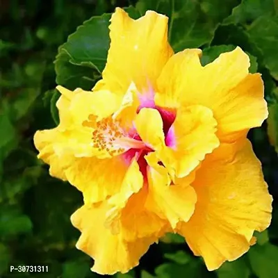 Ukanda Hibiscus Plant EN-DQ-261