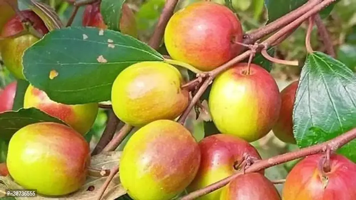 Ukanda Ber Apple Plant Ber Apple-thumb0