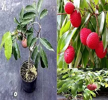 Ukanda Litchi Plant Lichi Plant BG-01-thumb1