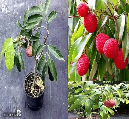 Ukanda Litchi Plant Lichi Plant BG-01-thumb2