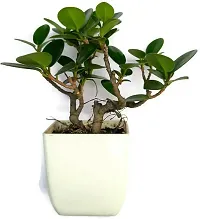 Ukanda Ficus Plant Ficus bosai plant for home and garden decoration with pot-thumb2