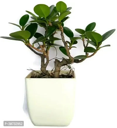 Ukanda Ficus Plant Ficus bosai plant for home and garden decoration with pot-thumb3