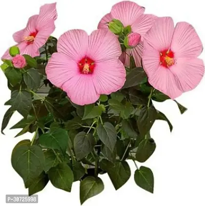 Ukanda Hibiscus Plant Hibiscus Plant2132173-thumb0