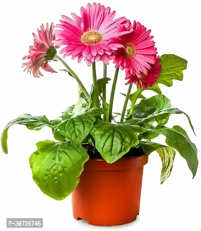 Ukanda Gerbera Plant GERBERA PLANT-Z19-thumb0