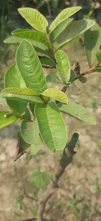 Ukanda Lily Plant Guava Thai Dwarf Inside Pink Sweet Crunchy Great Taste Guava Air Layered Healthy plant-thumb1