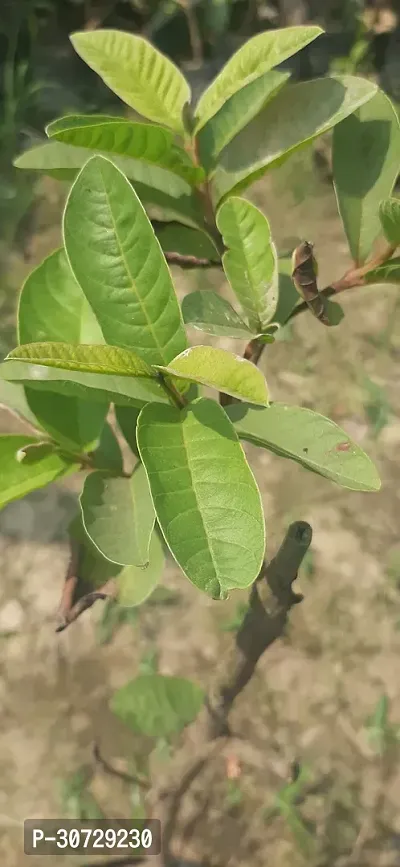 Ukanda Lily Plant Guava Thai Dwarf Inside Pink Sweet Crunchy Great Taste Guava Air Layered Healthy plant-thumb2