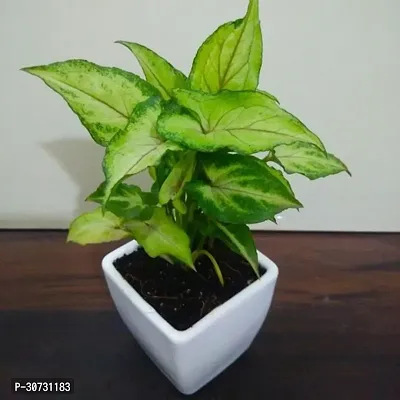 Ukanda Syngonium Plant SYGO22-thumb0