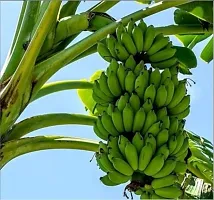 Ukanda Banana Plant Live G9 KelaBananaPlant-thumb1