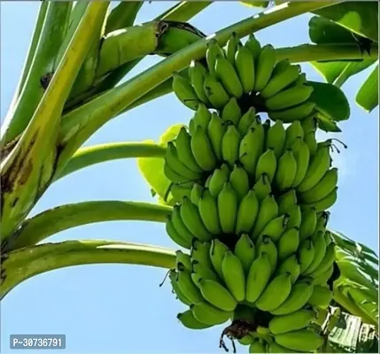 Ukanda Banana Plant Live G9 KelaBananaPlant-thumb2