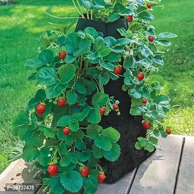 Ukanda Strawberry Plant strawberry plant 792-thumb0