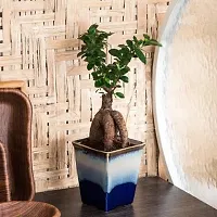 Ukanda Ficus Plant GREEN091536-thumb1