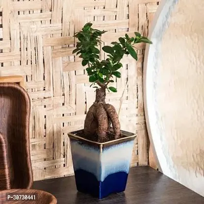 Ukanda Ficus Plant GREEN091536-thumb2