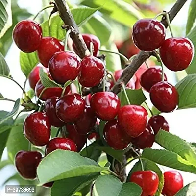 Ukanda Cherry Fruit Plant 511 Sweet Cherry Hybrid Plant-thumb0