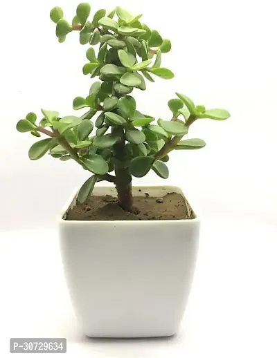 Ukanda Jade Plant Good Luck Jade Plant 01-thumb0