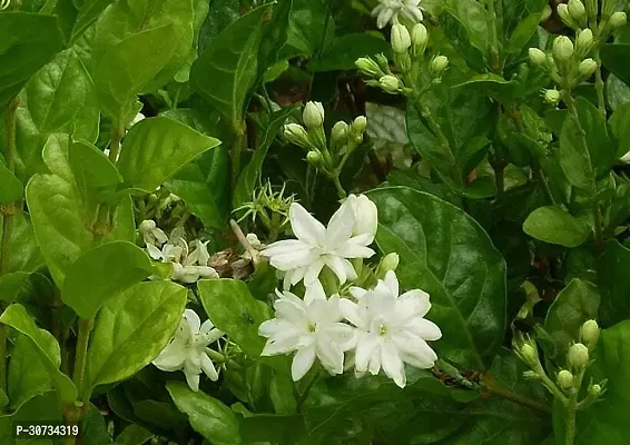 Ukanda Jasmine Plant Jasmine Plant 95-thumb0