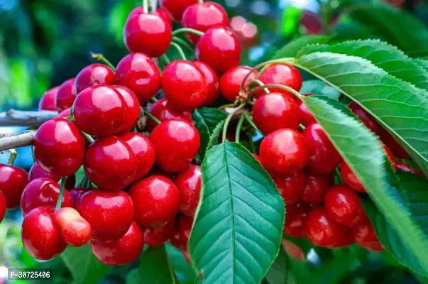 Ukanda Cherry Fruit Plant cherry fruit plant 7008-thumb0