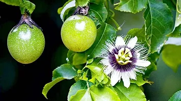 Ukanda Passion Plant Passion fruitPassiflora eduliskrishna fruit trees-thumb2