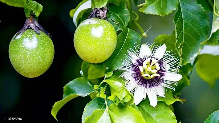 Ukanda Passion Plant Passion fruitPassiflora eduliskrishna fruit trees-thumb3